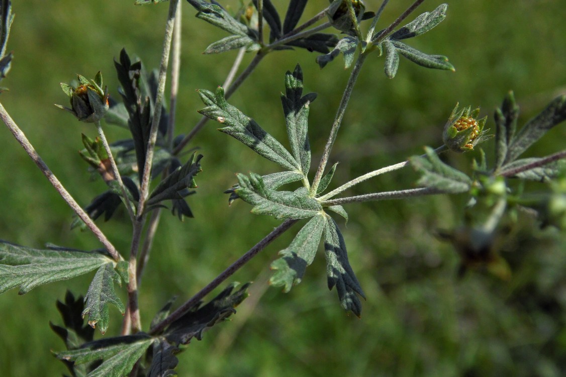 Изображение особи Potentilla argentea.