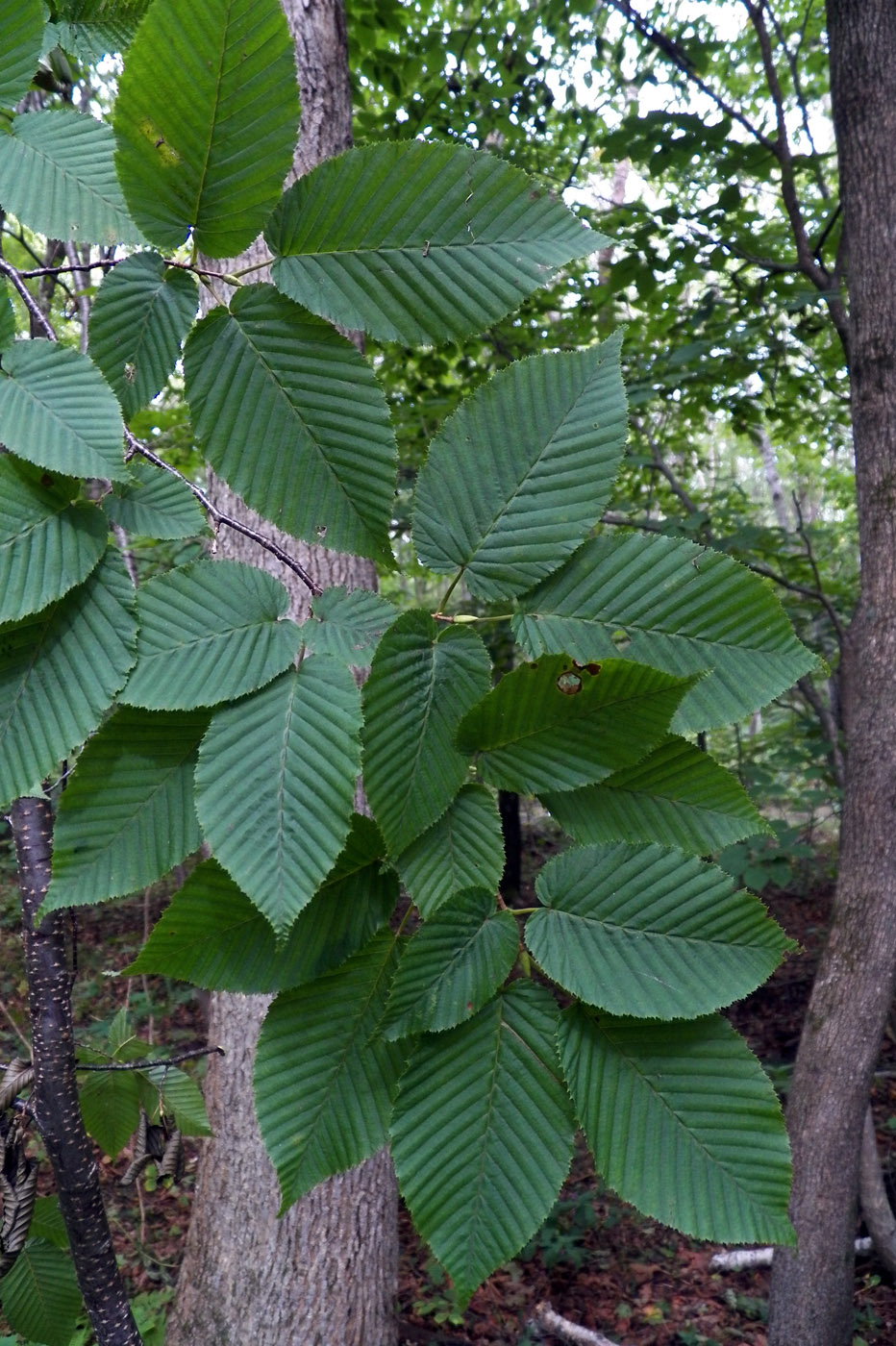 Изображение особи Carpinus cordata.