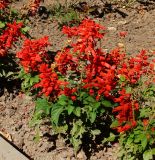 Salvia splendens