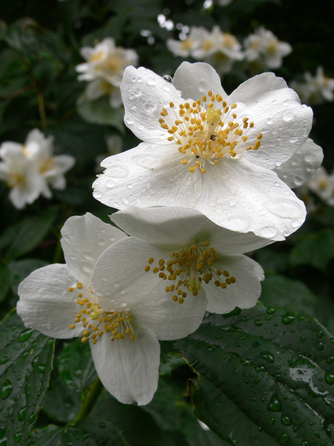 Изображение особи род Philadelphus.