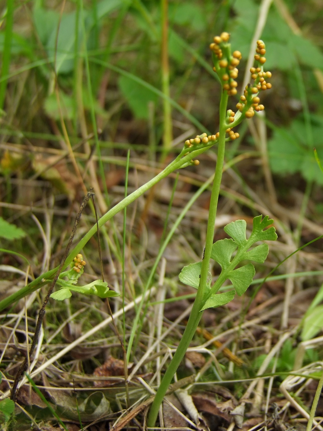 Изображение особи Botrychium lunaria.