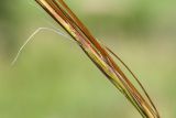 Stipa pulcherrima