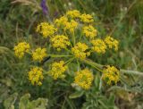 Pastinaca clausii. Соцветие с кормящимися насекомыми. Украина, г. Запорожье, балка Щавелевая, злаково-разнотравная степь на склоне со стороны речки. 06.06.2017.