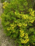 Cytisus emeriflorus