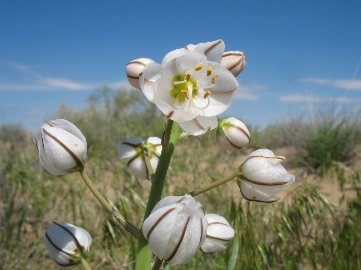 Изображение особи Eremurus anisopterus.