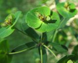 Euphorbia subcordata