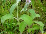 Stachys germanica