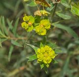 Euphorbia virgata. Верхушка цветущего побега. Башкортостан, Кугарчинский р-н, окр. дер. Мурадымово, природный парк \"Мурадымовское ущелье\", долина р. Большой Ик, травянистый склон на скальном массиве вдоль реки. 3 сентября 2018 г.