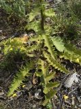 Verbascum sinuatum