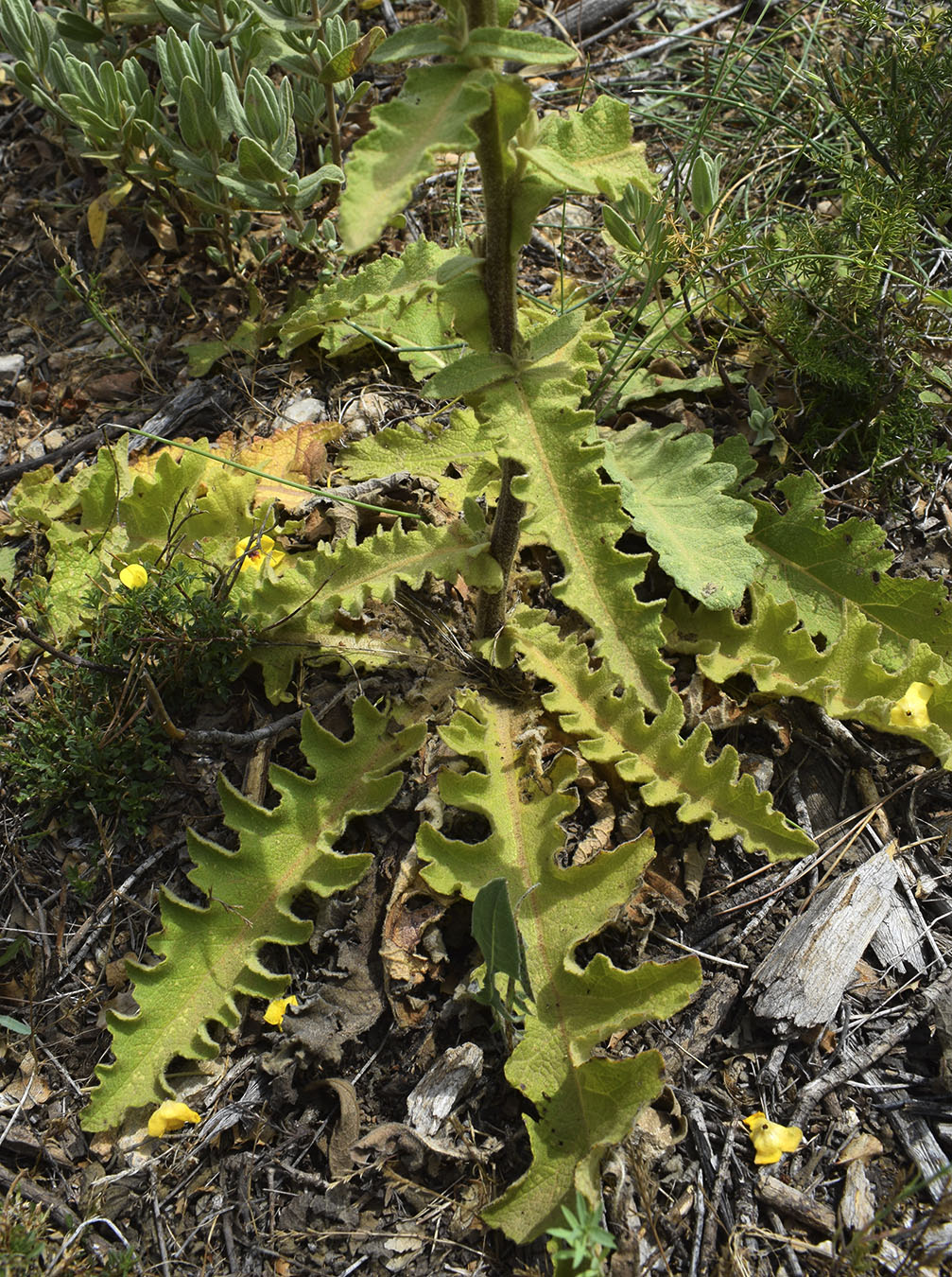 Изображение особи Verbascum sinuatum.