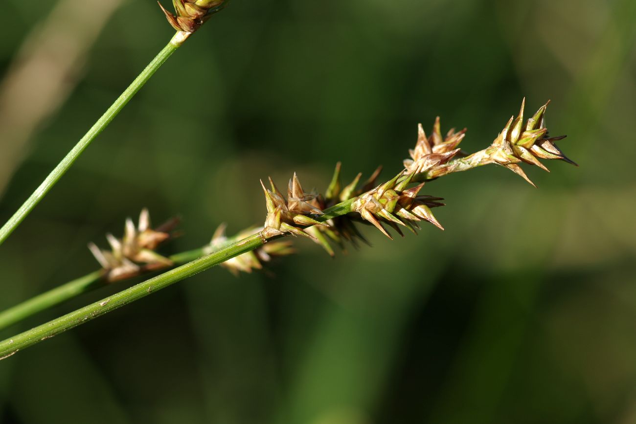 Изображение особи Carex echinata.