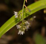 Dianella caerulea