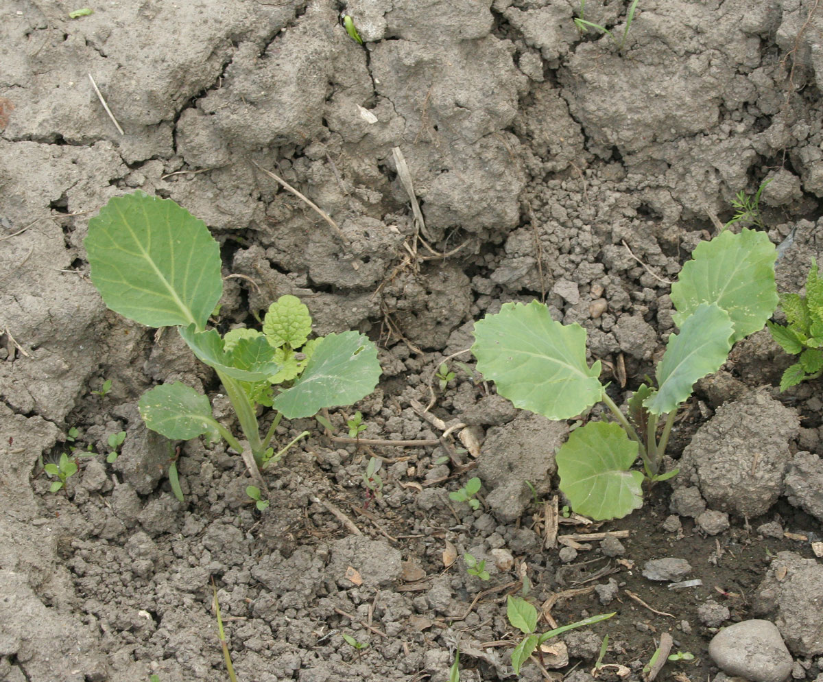 Изображение особи Brassica oleracea var. capitata.