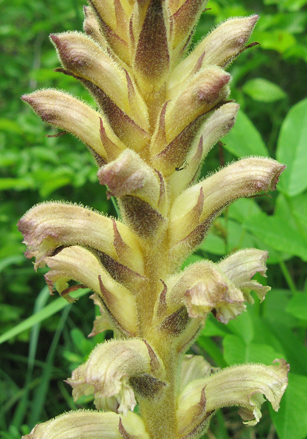 Изображение особи Orobanche lutea.