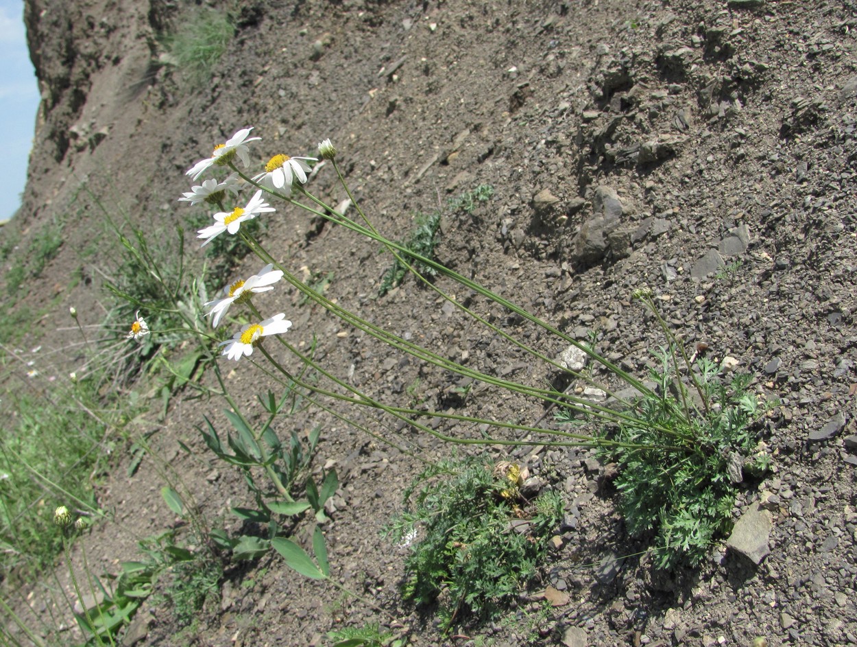 Изображение особи Pyrethrum silaifolium.