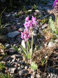 Oxytropis ambigua