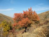 Armeniaca vulgaris. Вегетирующее растение в осеннем наряде. Южный Казахстан, хр. Сырдарьинский Каратау, ущ. Беркара, ≈ 700 м н.у.м., щебенисто-мелкозёмный склон сев.-зап. экспозиции, зона саванноидов. 13 октября 2019 г.