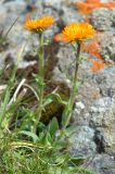 Erigeron aurantiacus