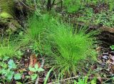 Carex capituliformis. Плодоносящие растения. Приморский край, окр. г. Владивосток, долинный ясеневый лес. 19.05.2020.