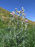 Cirsium incanum