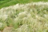 Stipa lessingiana