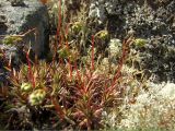 Saxifraga omolojensis