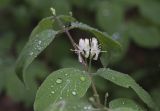 Lonicera xylosteum