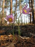 Pulsatilla patens. Цветущее растение в сосновом лесу на боровой террасе Днепра. Киев, заказник \"Лесники\". 25 апреля 2011 г.