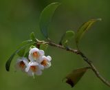 Vaccinium vitis-idaea. Верхушка цветущего побега. Украинские Карпаты, Свалявский район, поляна на вершине горы Ясенивка. 30 мая 2011 г.