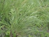 Stipa dasyphylla