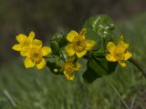 Caltha palustris