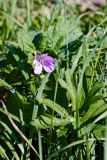 Geranium collinum. Цветущее растение. Ростовская обл., Мясниковский р-н, окр. с. Карпо-Николаевка, долина р. Тузлов. 18.09.2011.