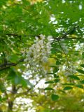 Robinia pseudoacacia