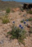 Echinops ruthenicus. Цветущее растение. Казахстан, Восточно-Казахстанская обл.; Западный Алтай, предгорья Калбинского хребта, подножие горы Дубыгалы, Дубыгалинское озеро (Окуньки). 23.07.2011.