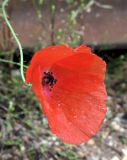 Papaver rhoeas