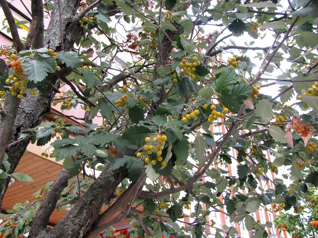 Изображение особи Sorbus intermedia.