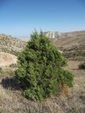 Juniperus polycarpos