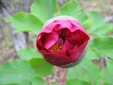 Paeonia daurica