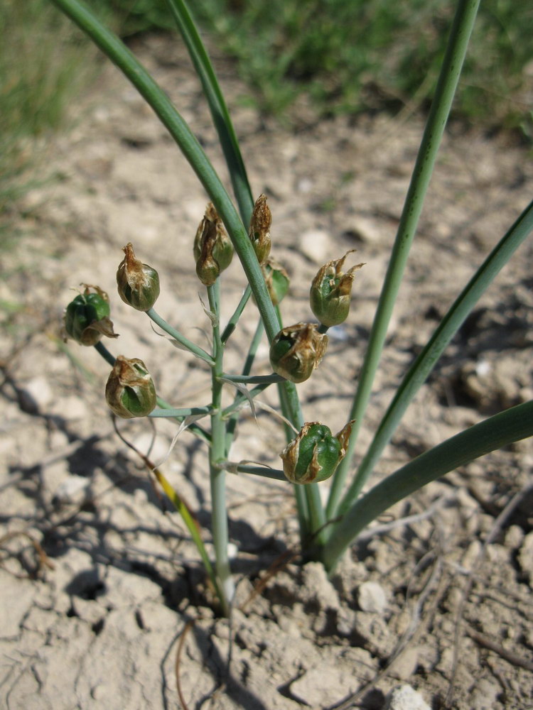 Image of Ornithogalum navaschinii specimen.