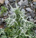 Eryngium variifolium