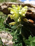 Pedicularis chroorrhyncha