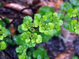 Chrysosplenium alternifolium. Верхушки побегов с соплодиями. Краснодарский край, Апшеронский р-н, долина р. Мезмай. 02.05.2014.