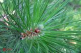 Pinus pallasiana