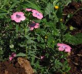 Linum pubescens