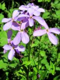 Hesperis matronalis