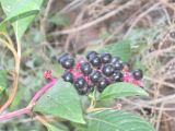 Phytolacca americana