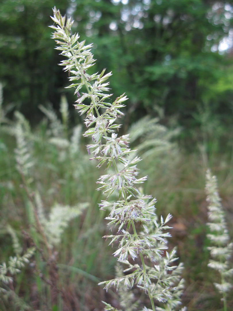 Изображение растения Koeleria glauca.