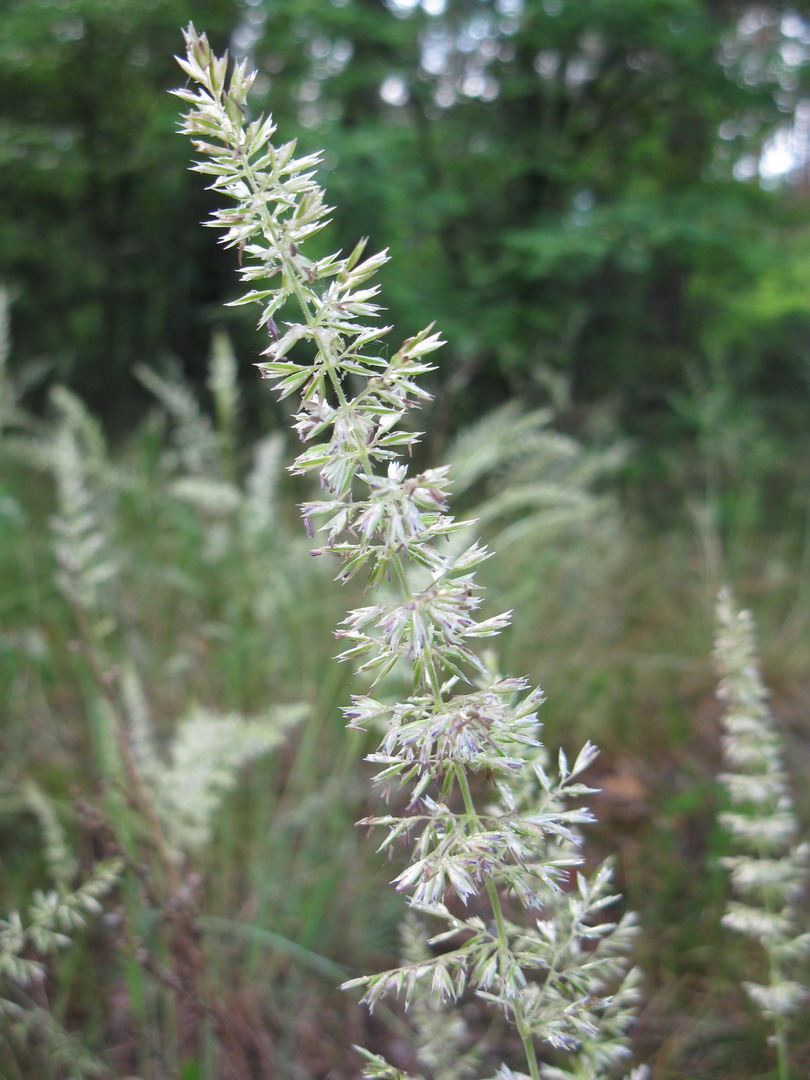 Изображение особи Koeleria glauca.