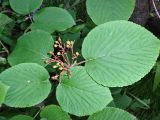 Viburnum furcatum