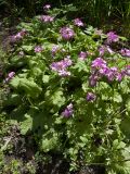 Primula sieboldii